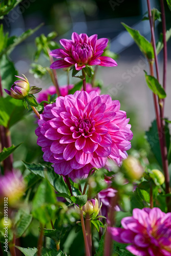 dahlia Dutch Silence with a raspberry color