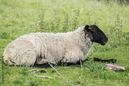 Suffolk sheep with black face resting in the Lake District, Cumbria, England