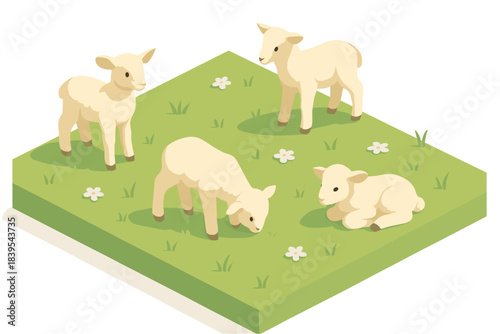 Isometric farm scene with adorable lambs grazing on fresh green pasture