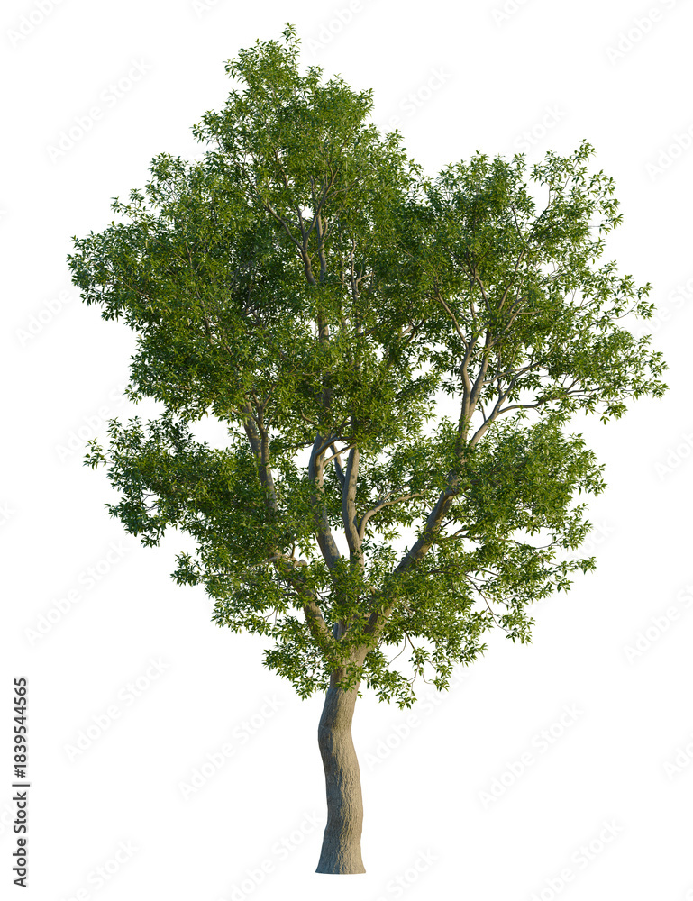 Fototapeta premium Corymbia calophylla tree, front view, cutout, transparent background, isolate, A lush green tree with a slender trunk and dense foliage.