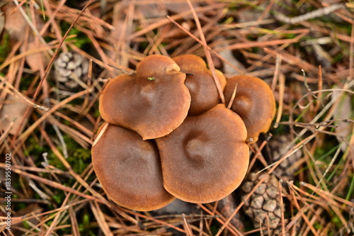 Mushrooms with burgundy caps growing in a pile.