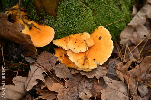 Chanterelle mushrooms with bright orange caps at the base of a mossy stump.