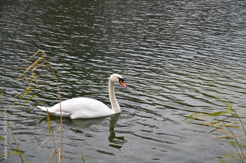 White swan on a pond in November.