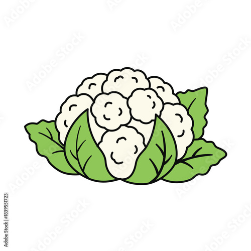 Fresh whole white cauliflower vegetable head with green leaves, healthy food vector illustration isolated.