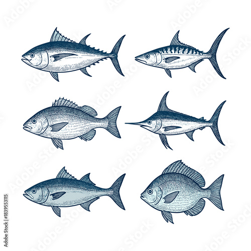 Marine Game Fish Set Including Tuna and Swordfish Engraving