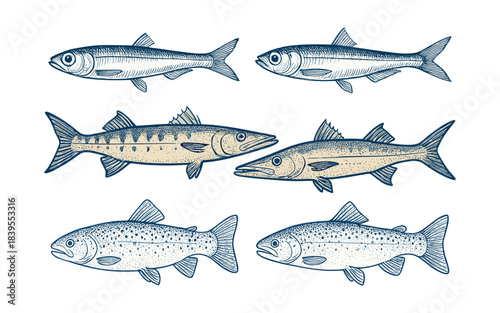 Vintage Engraving of Sardine Barracuda and Trout Fish