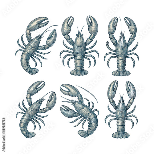 Lobster and Crayfish Vintage Hand Drawn Engraving Illustration