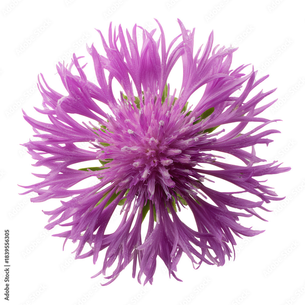 Obraz premium Purple Flower Blooms in a Garden Under Bright Sunlight During Spring Season
