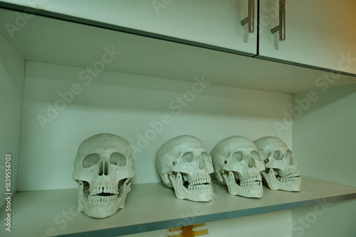 Human skull models on shelf in clinical lab setting, arranged for anatomy study or medical training.