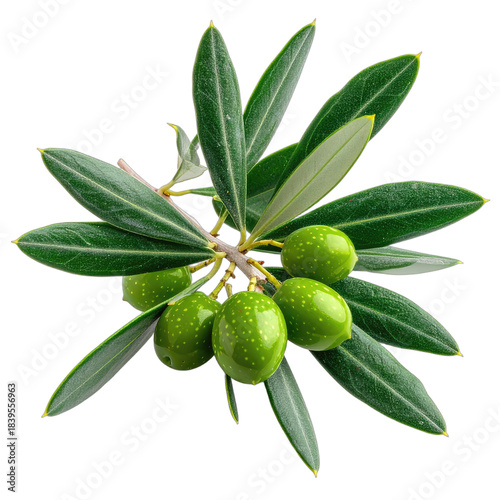 Wallpaper Mural Vibrant green olives with textured leaves on a stark black background. Torontodigital.ca