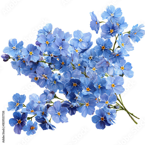 Bright Blue Flowers Gathered in a Bunch on a White Background in a Simple Set...