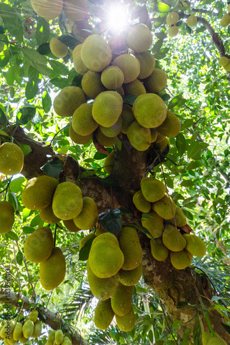 Durian Fruit on a Tree