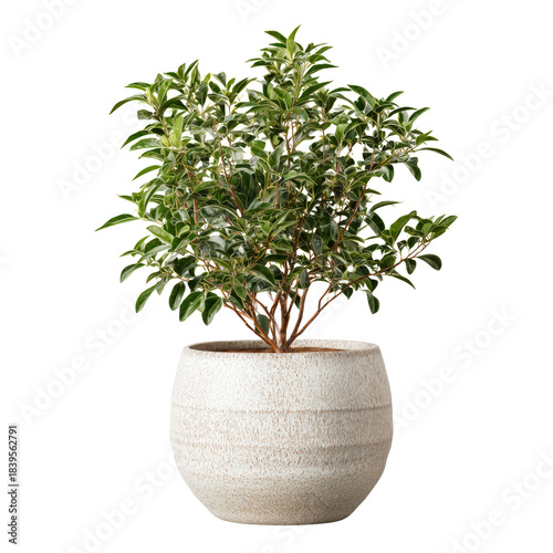 Indoor Plant With Green Leaves in a Round White Pot Placed in a Bright Living...
