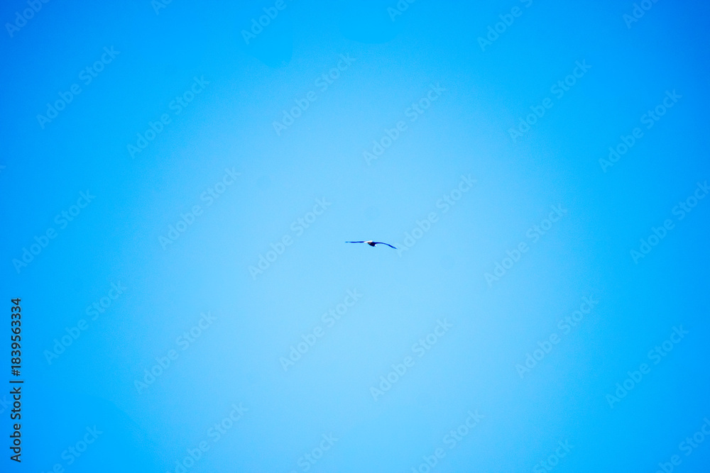 Fototapeta premium Eagle flying high in the sky