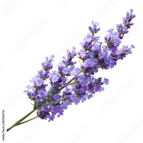 Lavender Flowers Arranged on a White Background Showcasing Natural Beauty and...