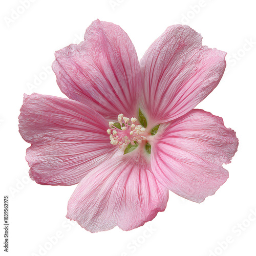 Pink Flower Blooms in a Garden During the Spring Season Revealing Its Petals ...