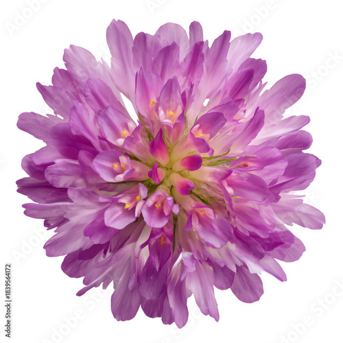 Blooming Purple Flower With Soft Petals on a White Background During Daylight...