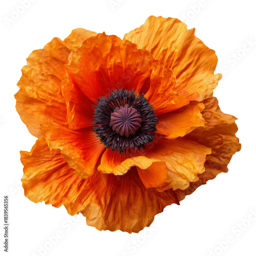 Bright Orange Flower With Dark Center Displayed on a White Background in a St...