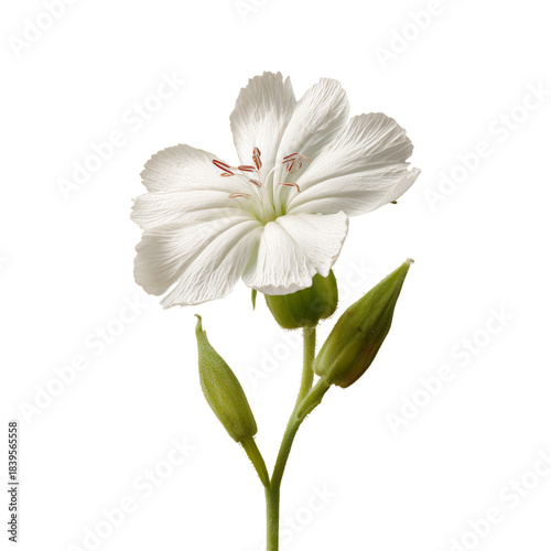 White Flower With Green Leaves and Bud in a Simple Arrangement on a Plain Bac...