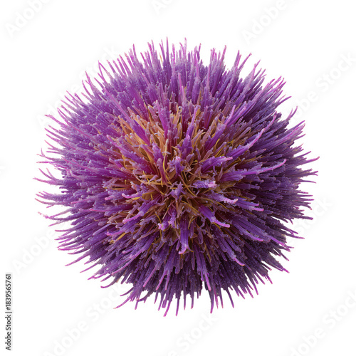 Purple Sea Urchin With Long Spines Found in the Ocean at a Marine Location Du...