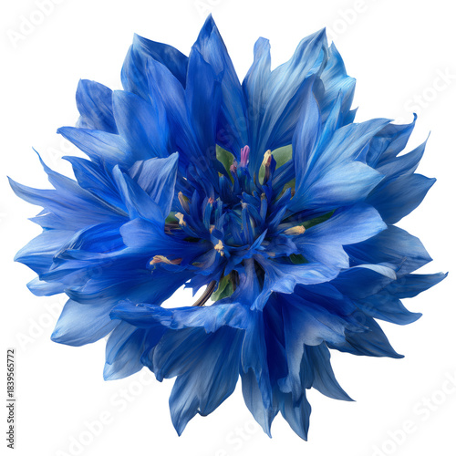 Bright Blue Flower Blooming Under Natural Light in a Simple Setting