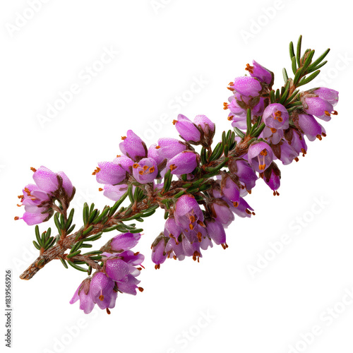 Purple Flowers Grow on a Thin Branch in a Garden During Sunny Weather