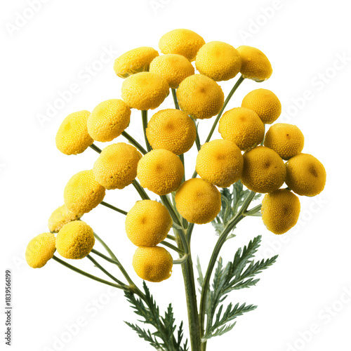 Yellow Flowers Stand Tall in Simple Arrangement on White Background