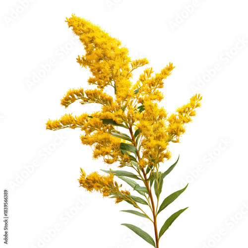 Bright Yellow Flowers on a Branch Against a White Background in Natural Light