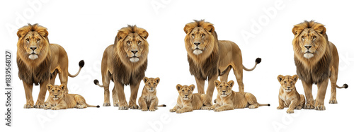 Set Of Male lion and cub isolated, Big lion and little cute lion cub PNG
