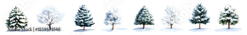 Winter fir pine trees covered snow, snowy landscape elements set watercolor isolated on transparent background