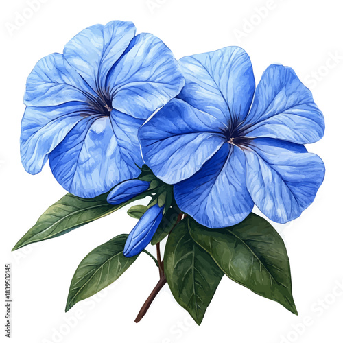Plumbago Flower, colorful watercolor painting with bold outlines, isolated on a white background.