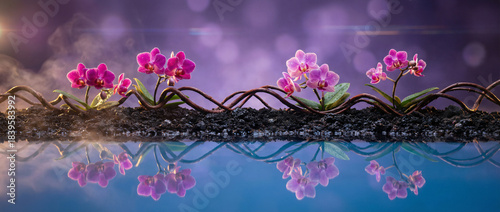 Exotic Pink Orchid Blossom: Soft Delicate Colours and Group of Stems on Oriental Tree Branch