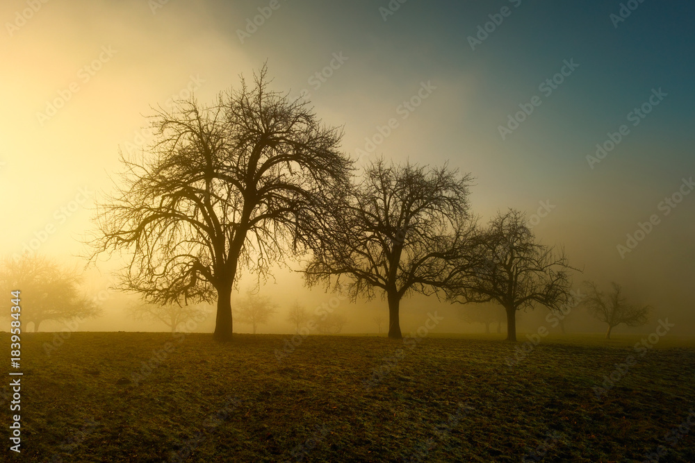 Fototapeta premium Three trees in magical golden light and fog. Rural winter landscape with moody dramatic lighting. 