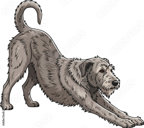 Irish Wolfhound dog morning stretching pose side profile