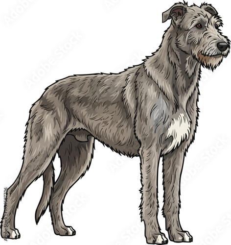 Irish Wolfhound dog standing relaxed looking away