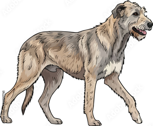Irish Wolfhound dog walking trotting gait movement