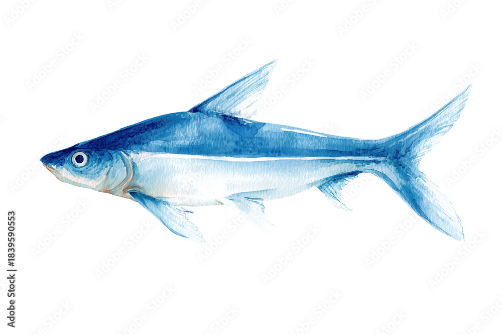 Fototapeta premium Bala Shark hand drawn watercolor illustration of a popular aquarium fish