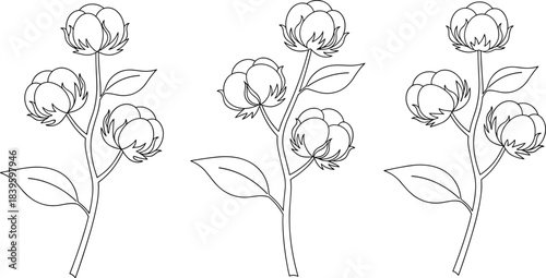 Cotton plant line drawing illustration, botanical sketch, agricultural design element, textile concept, vector art, nature outline, minimal style