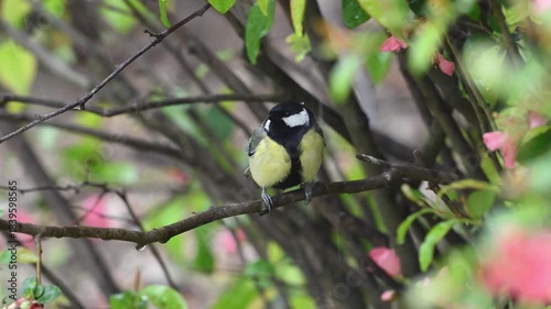 Great Tit in Spring Snowfall. Parus major.