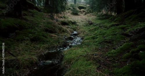 Nordic Misty Forest Creek