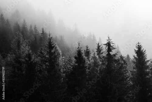 schwarz weiß Bild vom Nadelwald, über den der tiefe Nebel hängt