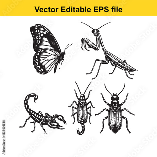  vector illustrations of various insects including butterfly, mantis, scorpion, and beetles in editable eps format for design