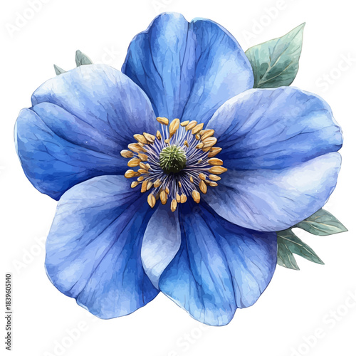 Windflower Flower, clipart vector in watercolor style with flowing brushwork, isolated on a white background.