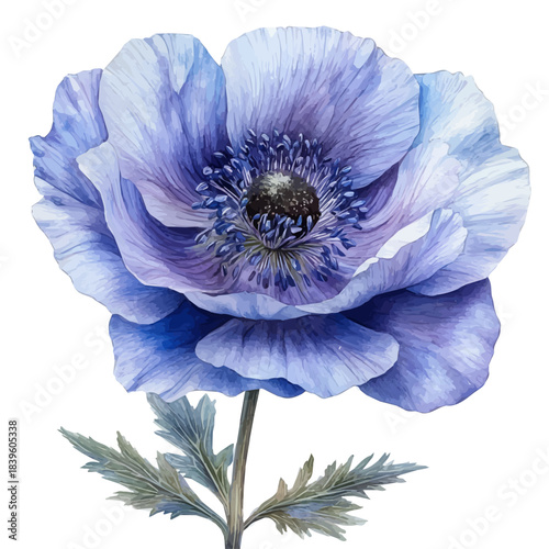 Windflower Flower, clipart watercolor vector with gentle, isolated on a white background.