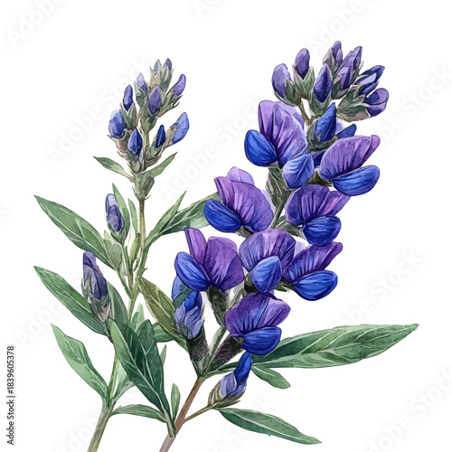 watercolor of Wild Indigo Flower, vector, isolated on a white background.