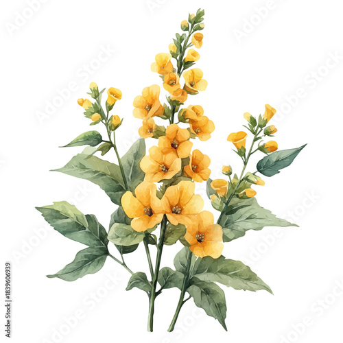 Verbascum Flower, clipart watercolor vector with vivid accents and harmonious tones, isolated on a white background.