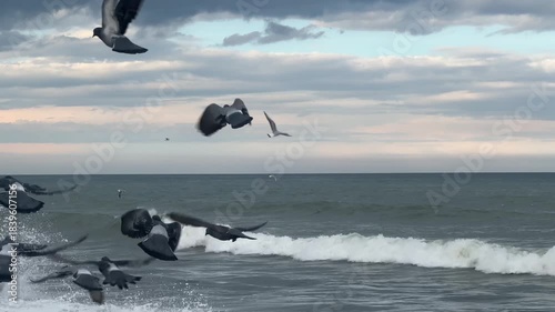 pigeons, seagulls, sea and waves