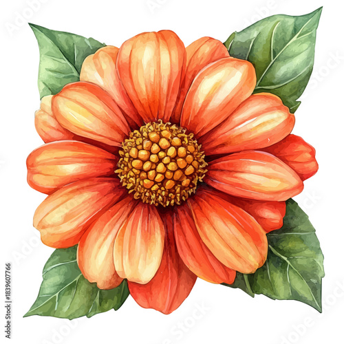 Tithonia Flower, clipart watercolor vector with gentle, isolated on a white background.