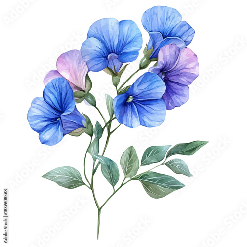 Sweet Pea Flower, vector watercolor clipart with soft pastel strokes, isolated on a white background.