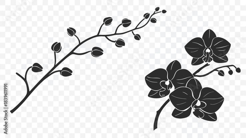 Vector illustration black and white silhouette illustration of an orchid flower branch with buds and open blooms